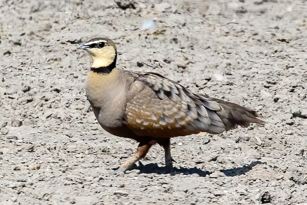 黄喉沙鸡(Pterocles gutturalis)