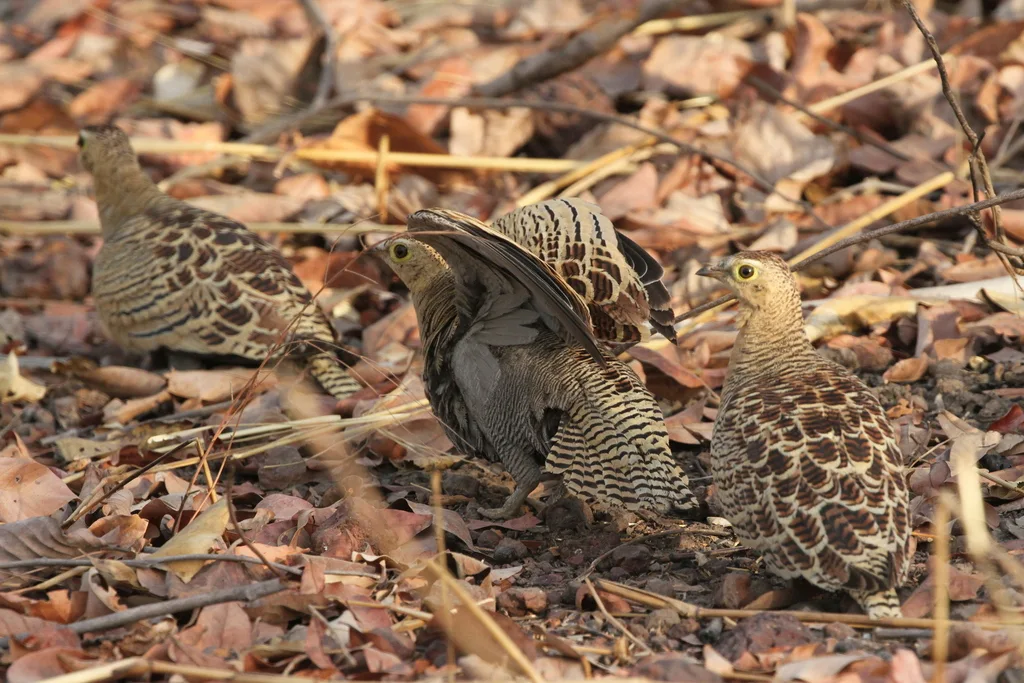 四斑沙鸡(Pterocles quadricinctus)