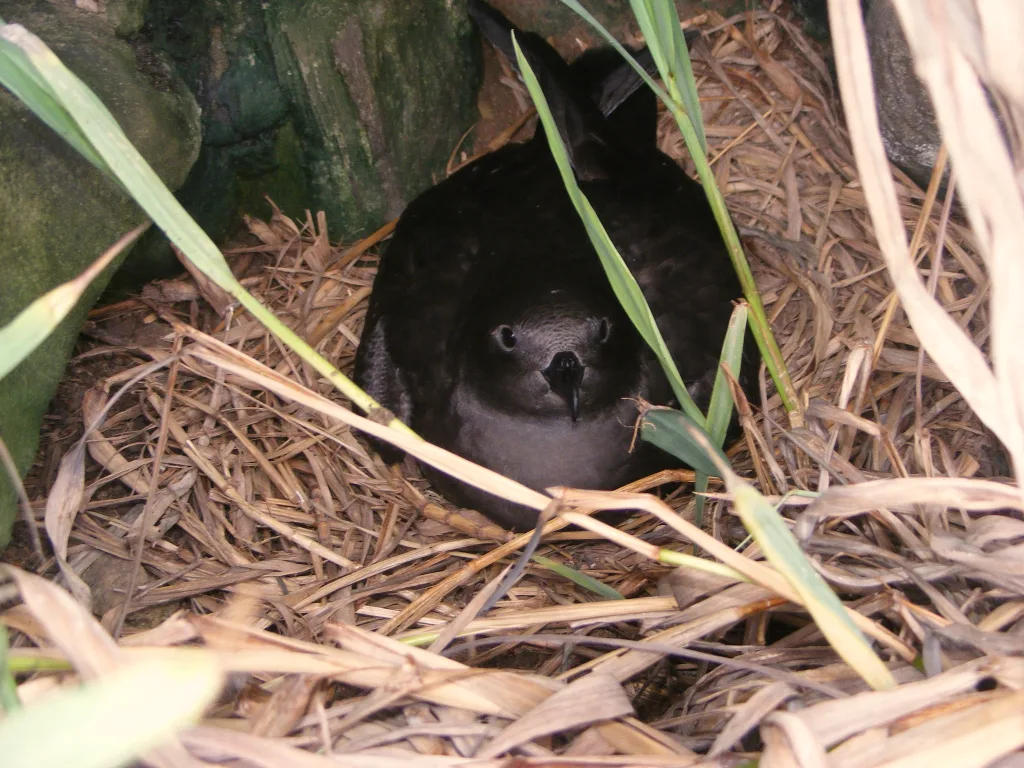 亨氏圆尾鹱(Pterodroma atrata)