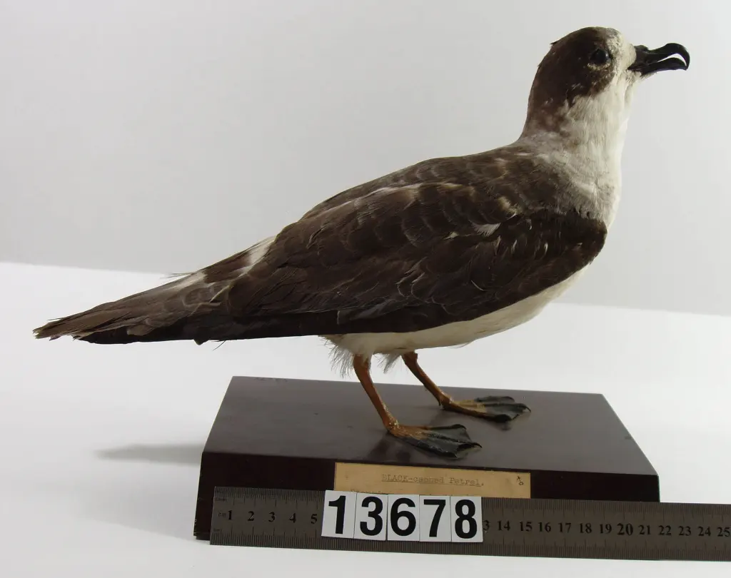 白领圆尾鹱(Pterodroma cervicalis)