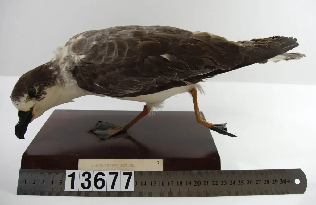 白领圆尾鹱(Pterodroma cervicalis)