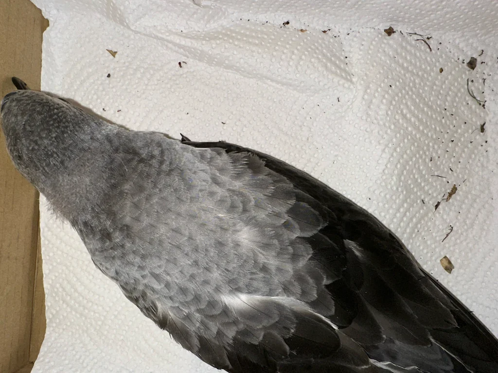 黑脚圆尾鹱(Pterodroma cookii)