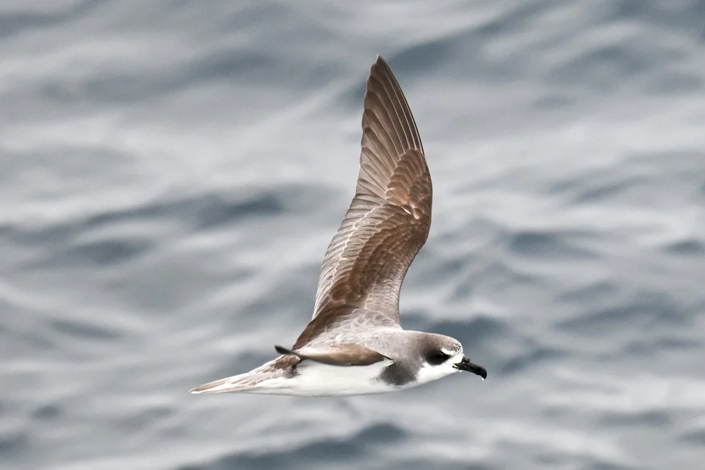 迪氏圆尾鹱(Pterodroma defilippiana)