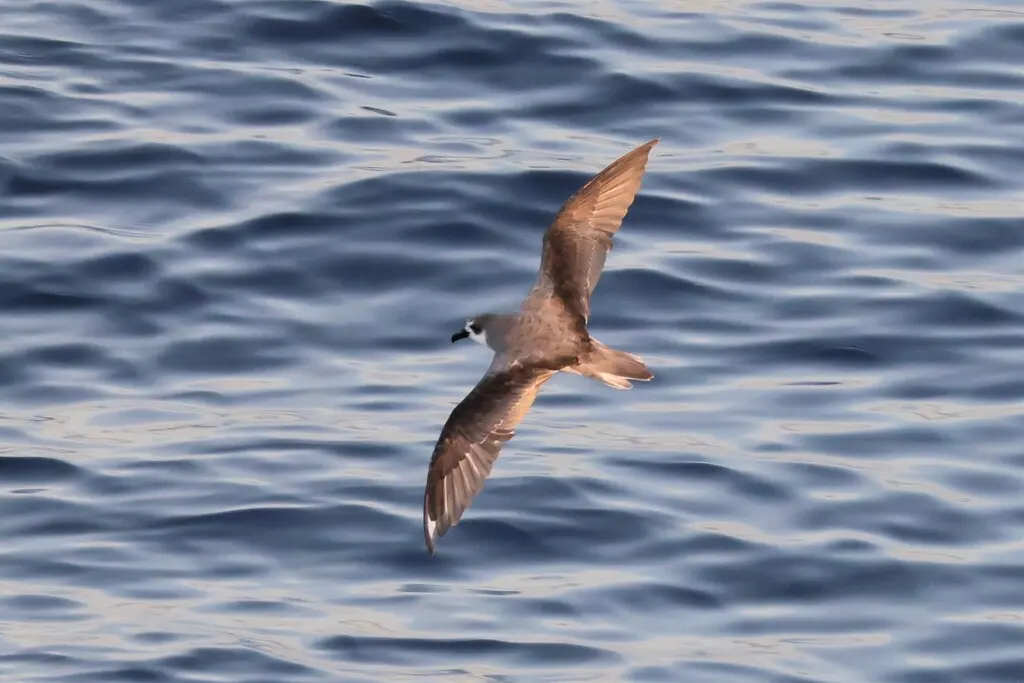 迪氏圆尾鹱(Pterodroma defilippiana)