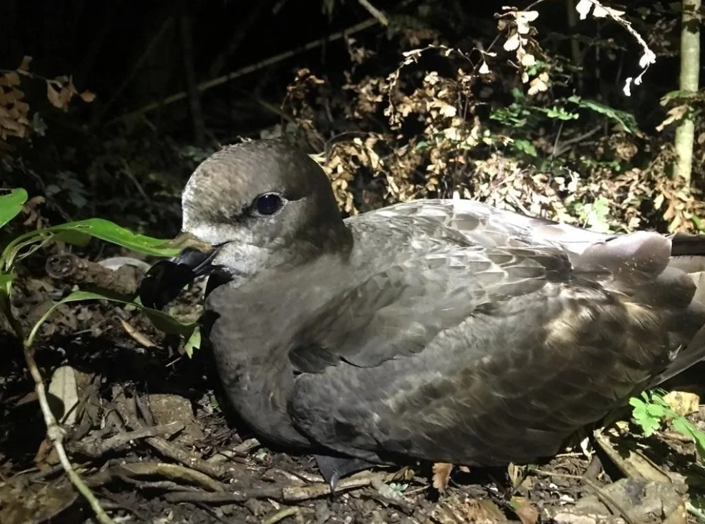 灰脸圆尾鹱(Pterodroma gouldi)