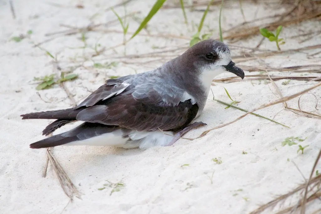 白额圆尾鹱(Pterodroma hypoleuca)