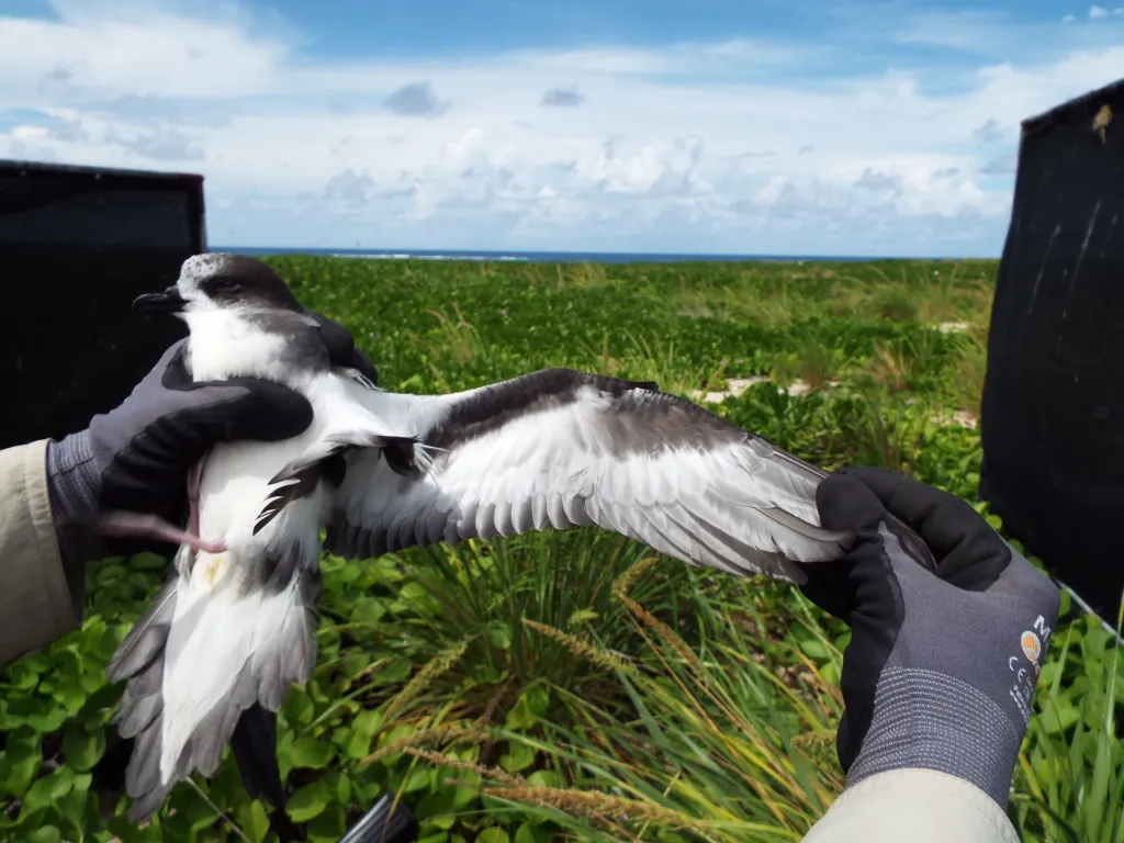 白额圆尾鹱(Pterodroma hypoleuca)