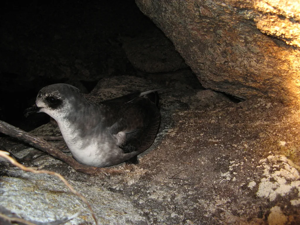 鳞斑圆尾鹱(Pterodroma inexpectata)