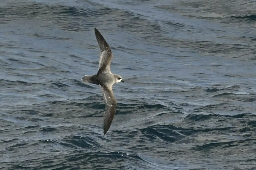 鳞斑圆尾鹱(Pterodroma inexpectata)