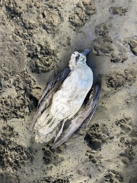 白头圆尾鹱
