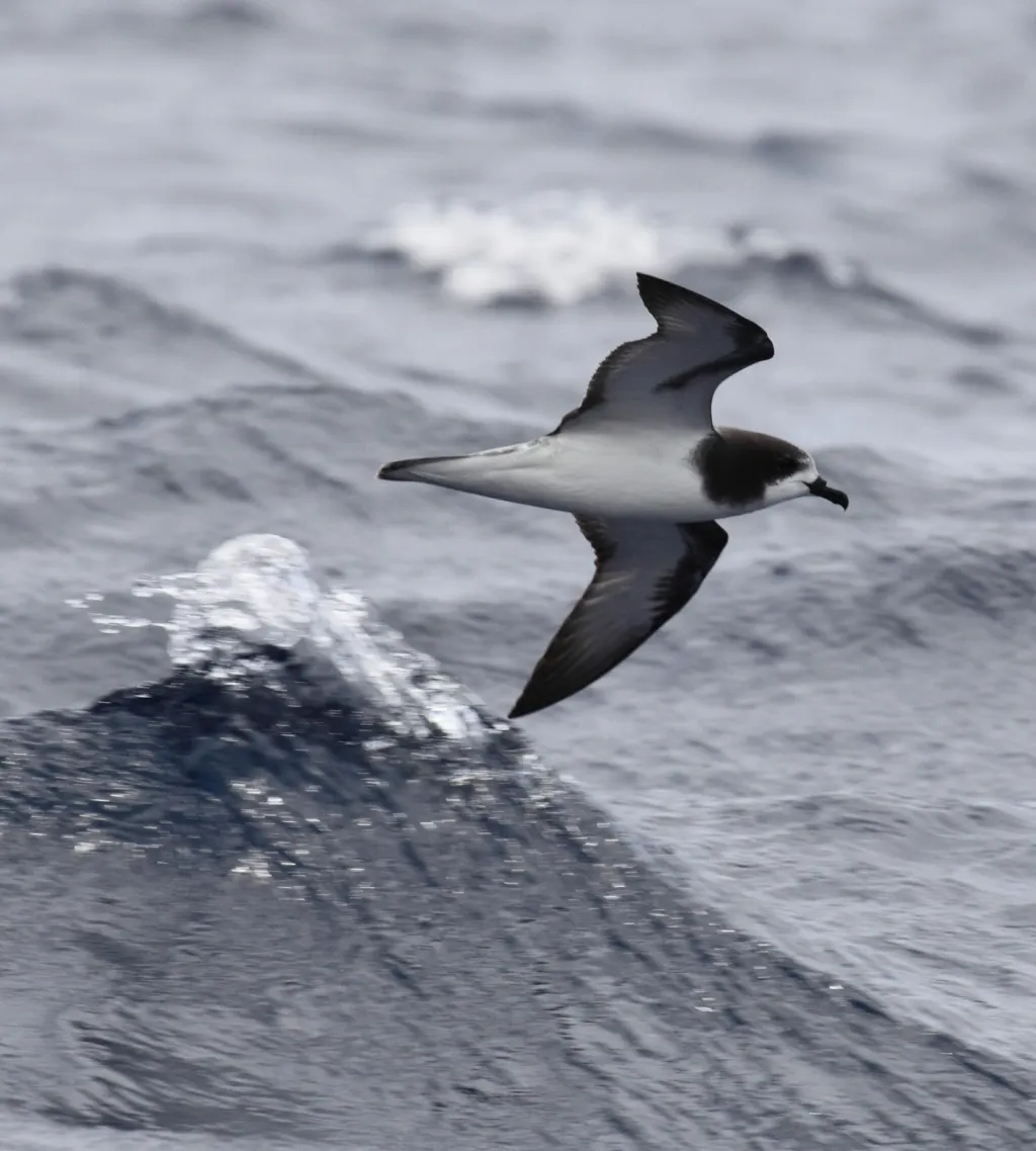 白翅圆尾鹱(Pterodroma leucoptera)