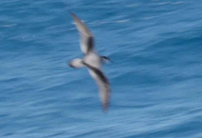 长嘴圆尾鹱(Pterodroma longirostris)