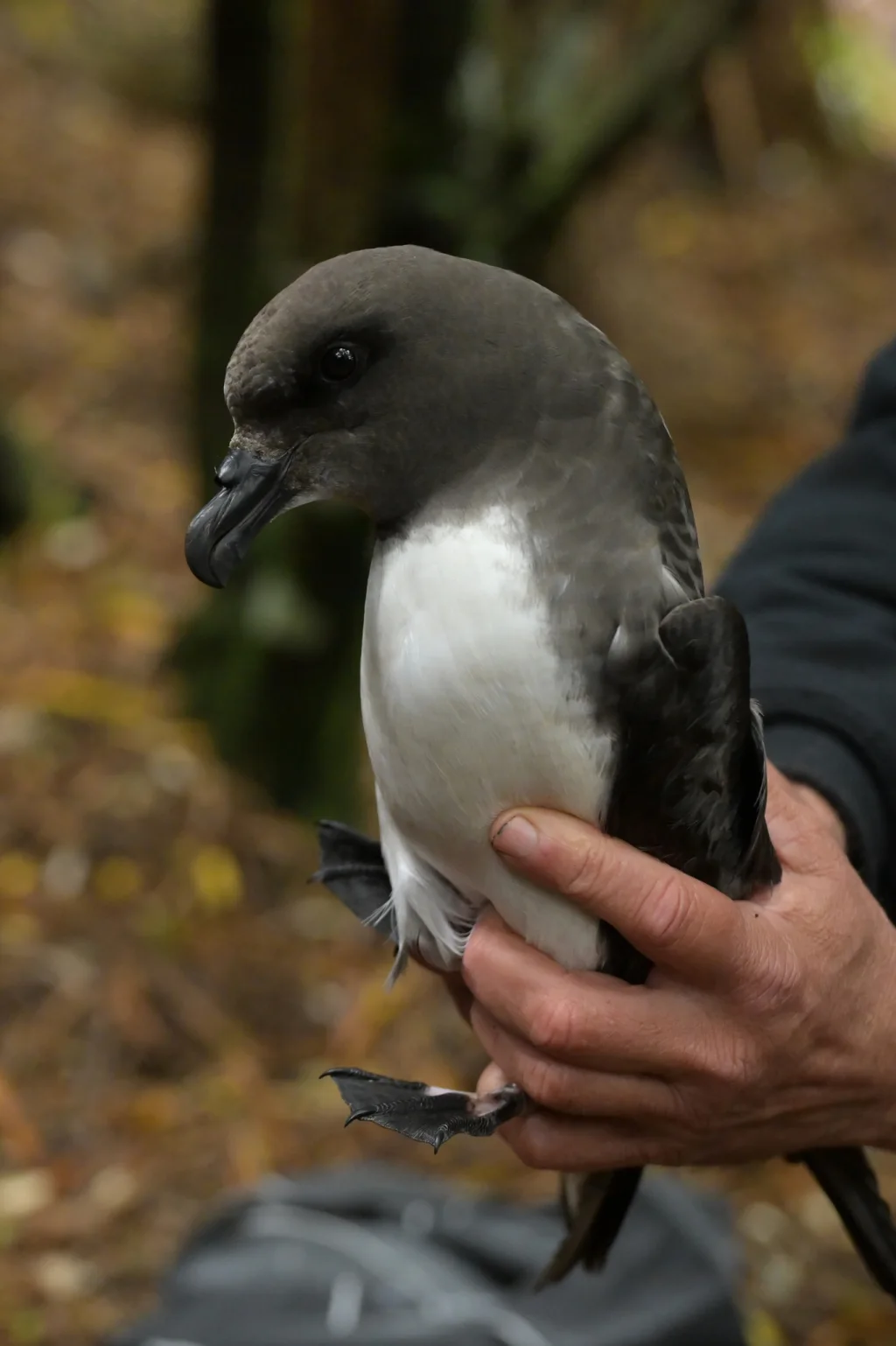 红圆尾鹱(Pterodroma magentae)