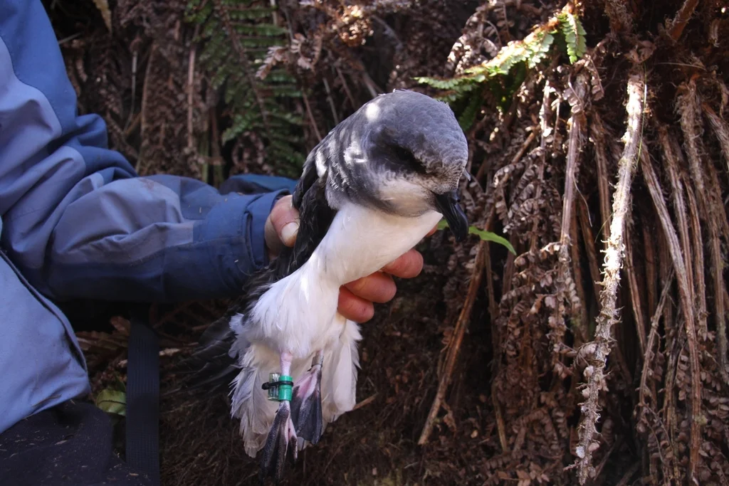 柔羽圆尾鹱(Pterodroma mollis)