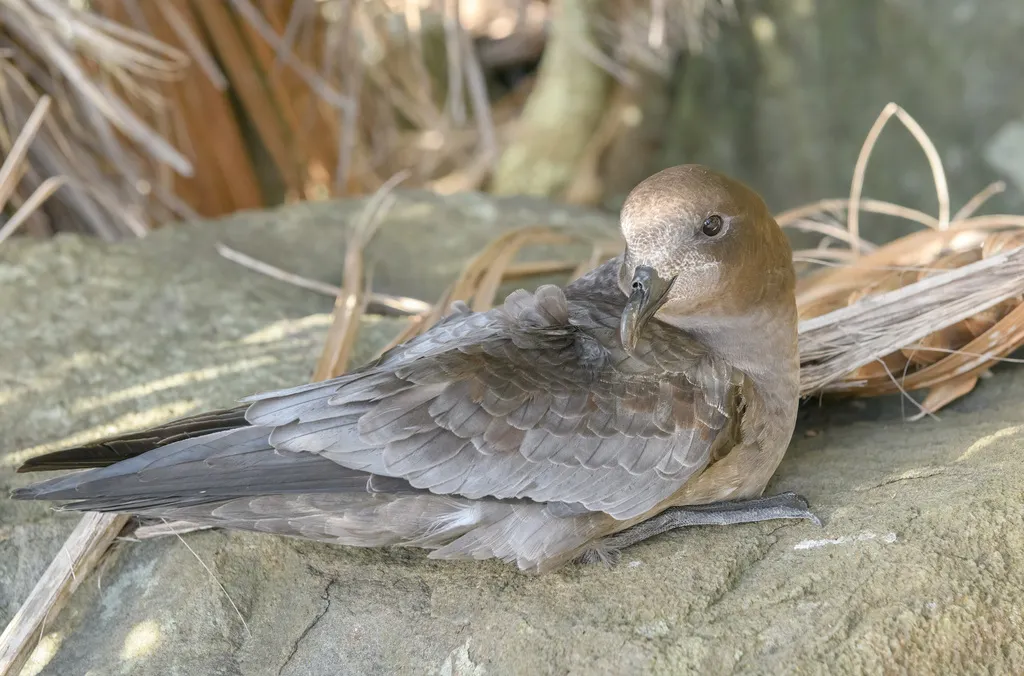 棕头圆尾鹱(Pterodroma solandri)