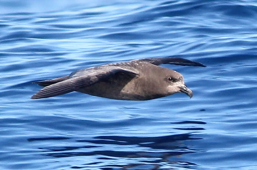 棕头圆尾鹱(Pterodroma solandri)
