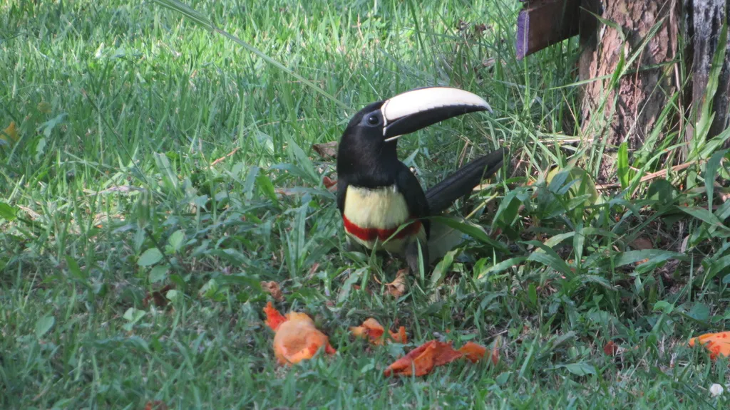 黑颈簇舌巨嘴鸟(Pteroglossus aracari)