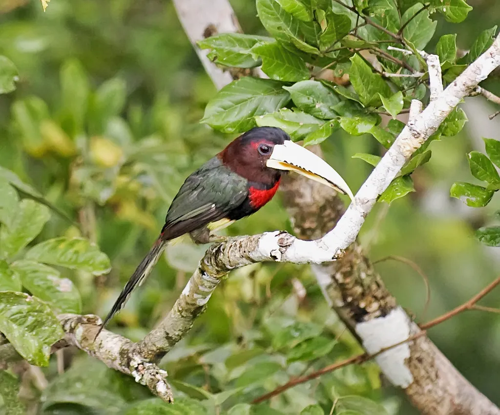白嘴簇舌巨嘴鸟(Pteroglossus azara)