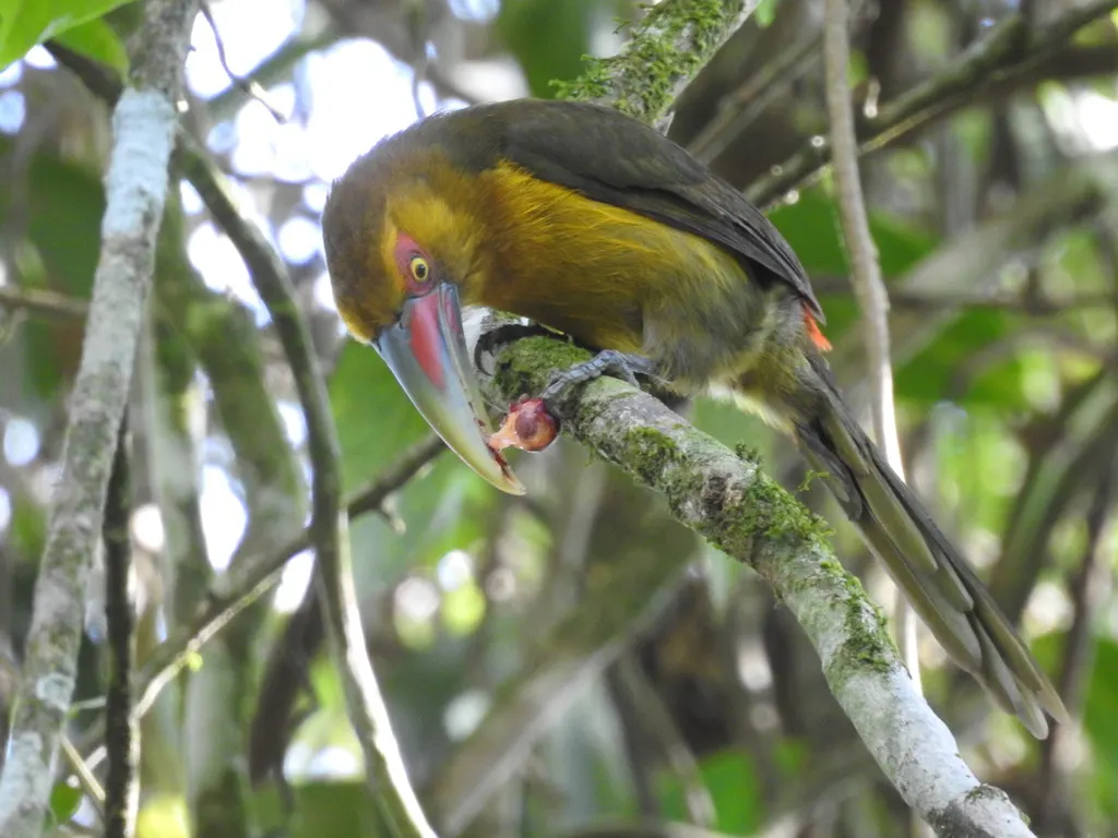 橘黄巨嘴鸟(Pteroglossus bailloni)