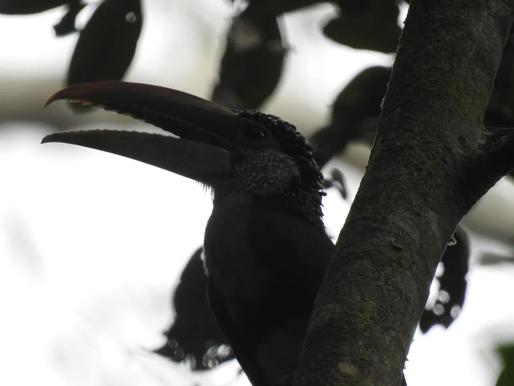 曲冠簇舌巨嘴鸟(Pteroglossus beauharnaisii)