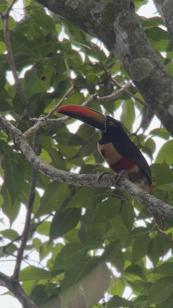 红嘴簇舌巨嘴鸟(Pteroglossus frantzii)
