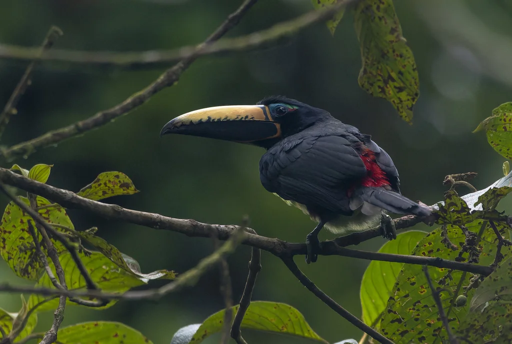 巴西簇舌巨嘴鸟(Pteroglossus inscriptus)