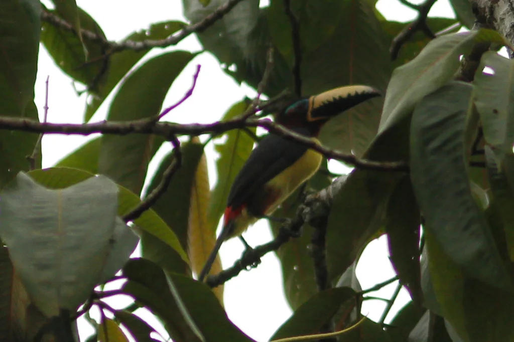 巴西簇舌巨嘴鸟(Pteroglossus inscriptus)