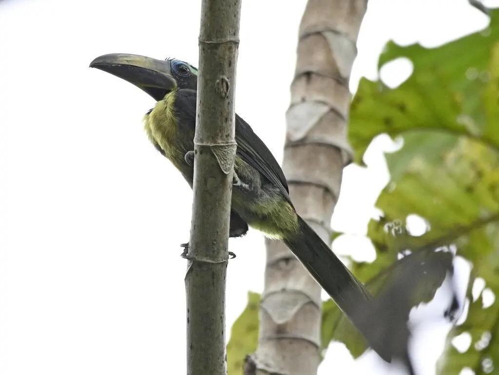 巴西簇舌巨嘴鸟(Pteroglossus inscriptus)