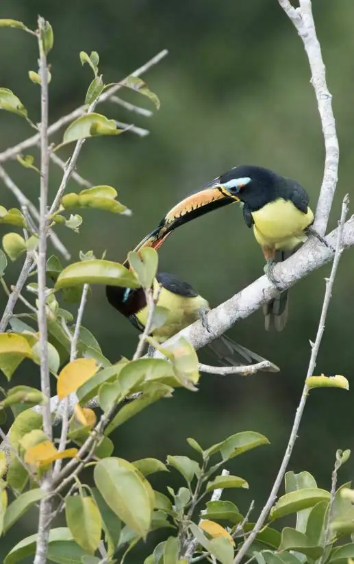 巴西簇舌巨嘴鸟(Pteroglossus inscriptus)