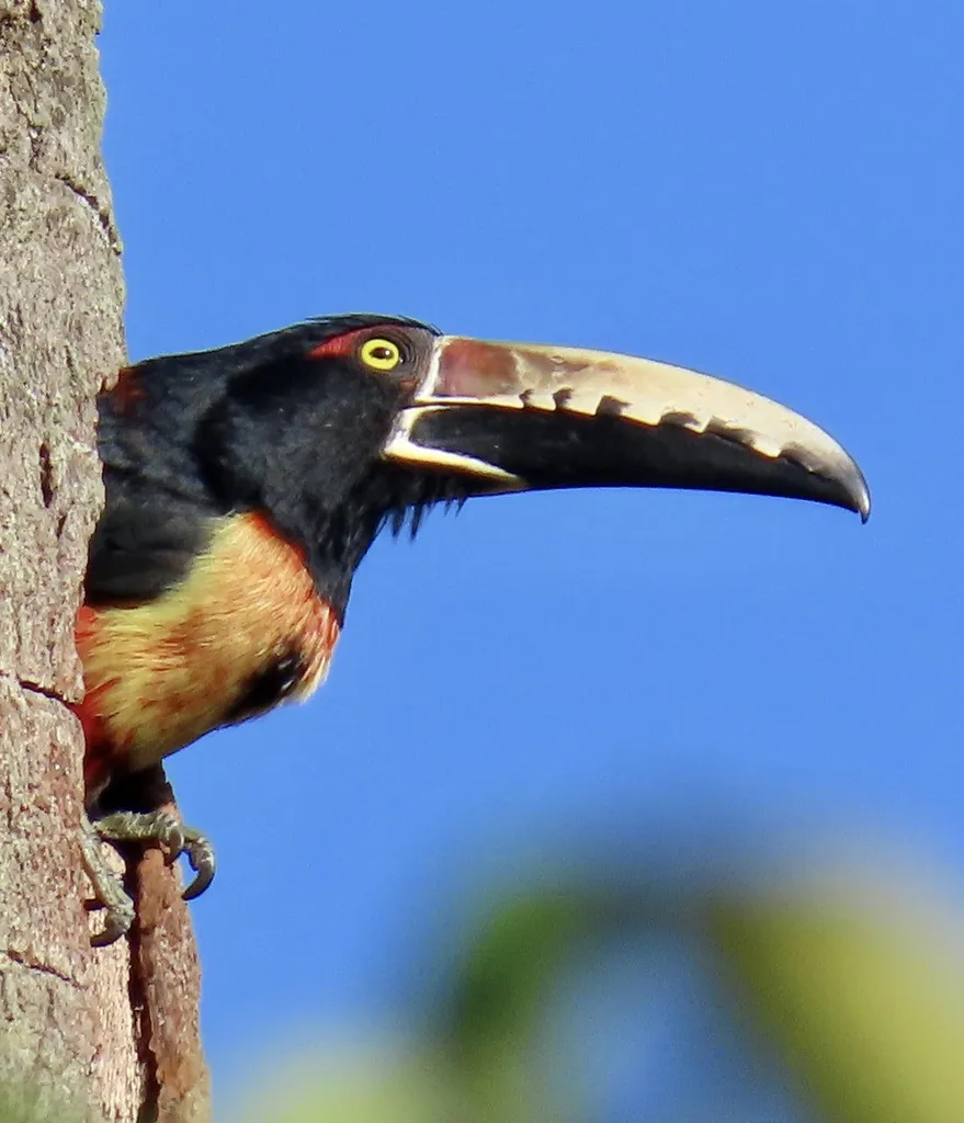 领簇舌巨嘴鸟(Pteroglossus torquatus)