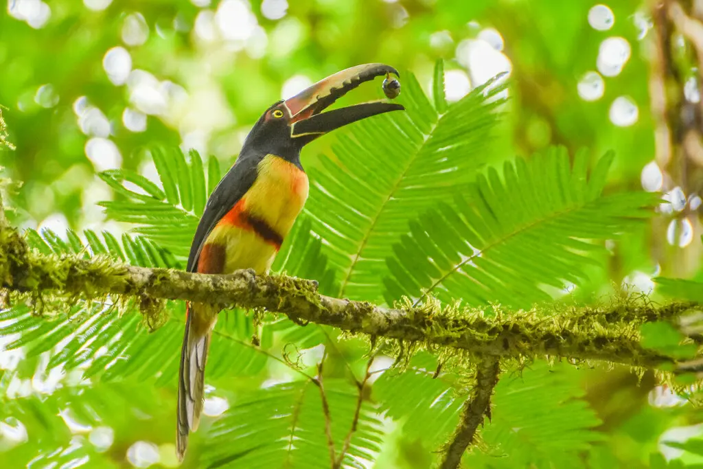 领簇舌巨嘴鸟(Pteroglossus torquatus)