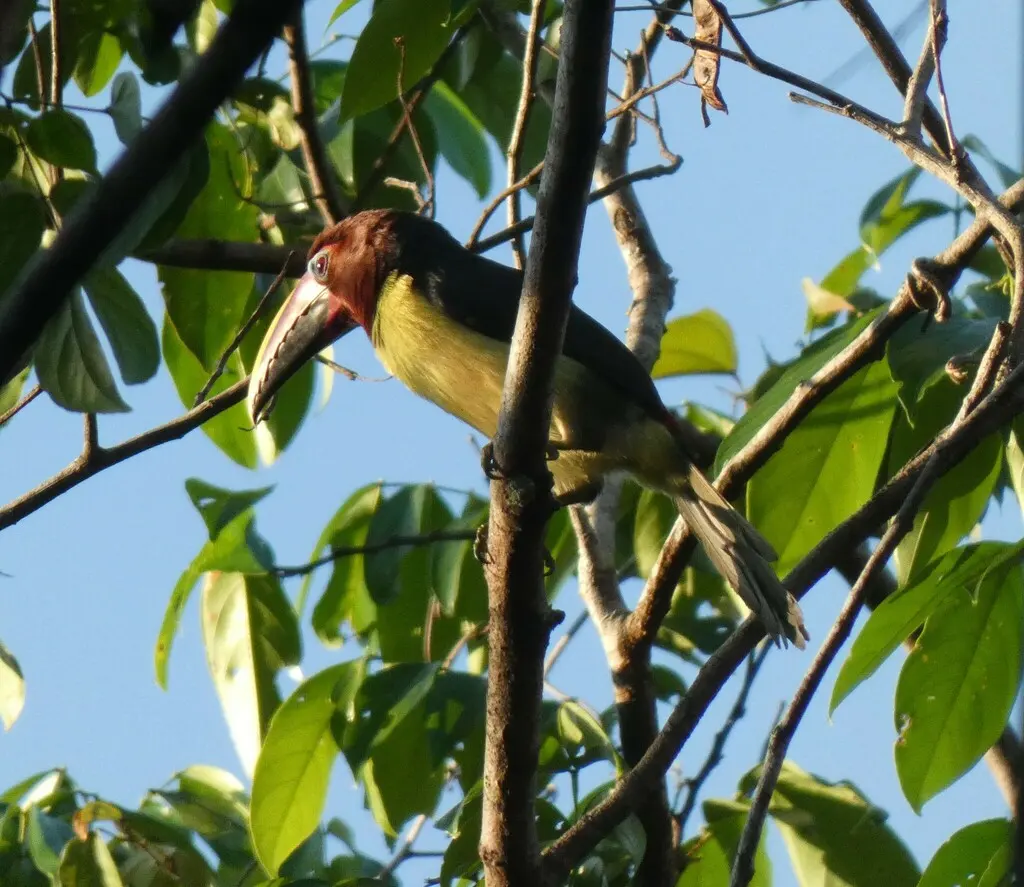 绿簇舌巨嘴鸟(Pteroglossus viridis)