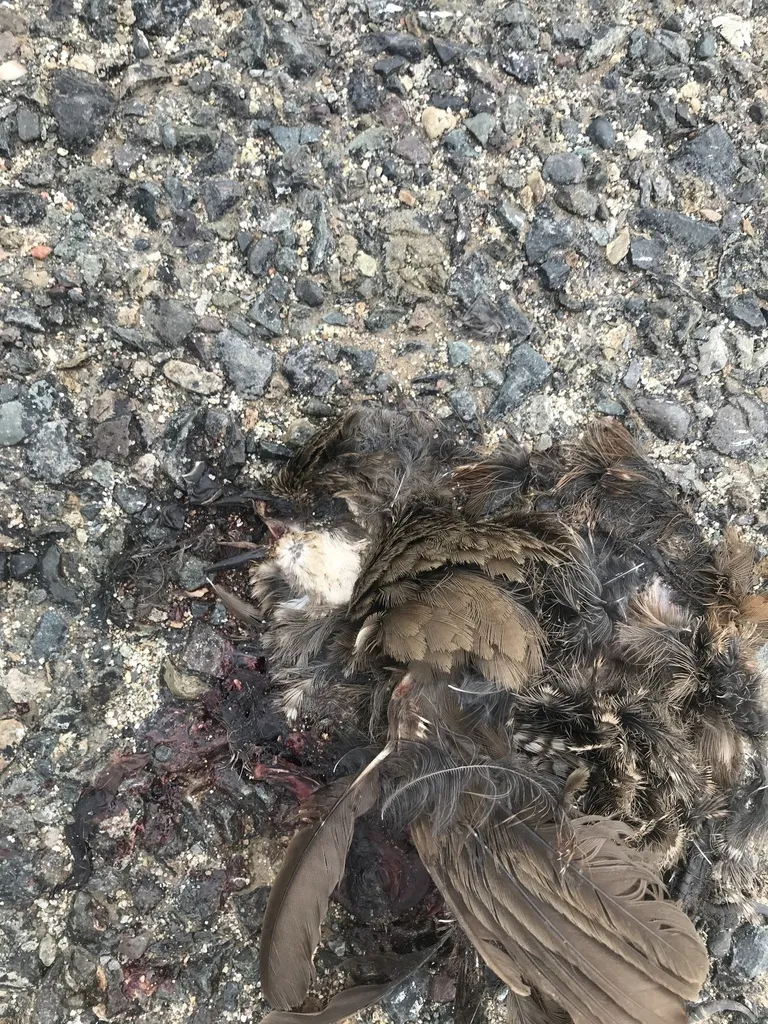 须隐窜鸟(Pteroptochos megapodius)