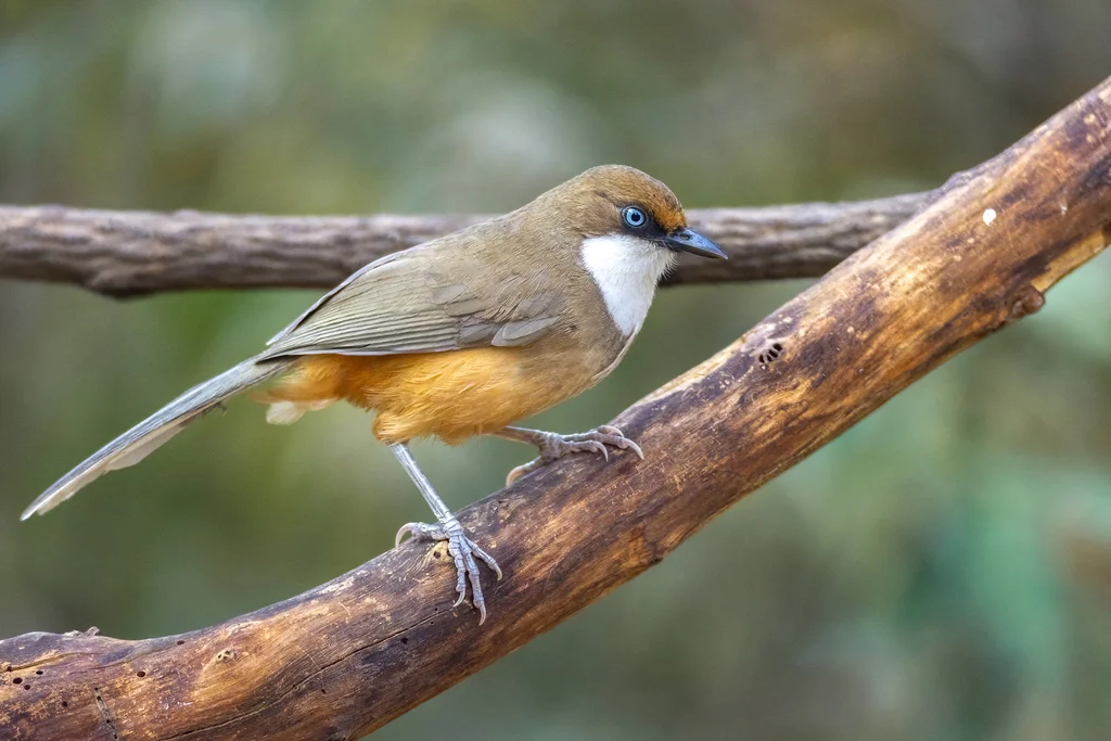 白喉噪鹛（Pterorhinus albogularis）