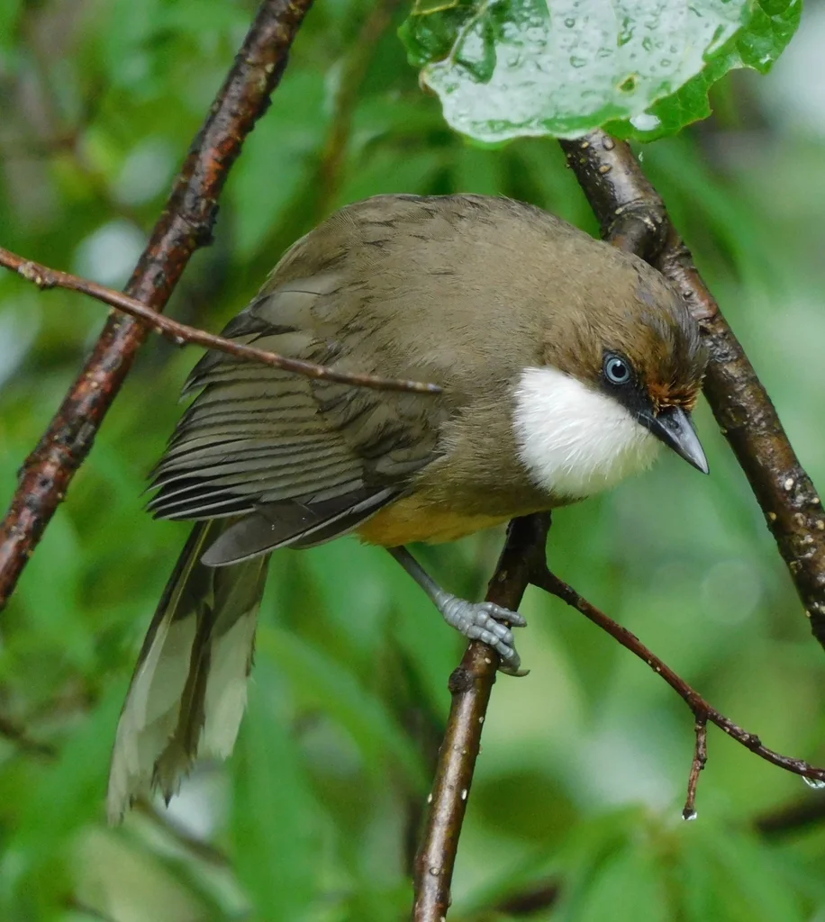 白喉噪鹛（Pterorhinus albogularis）