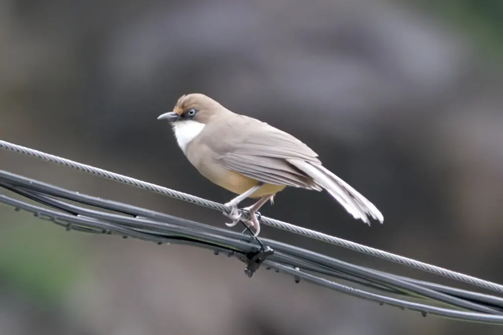 白喉噪鹛（Pterorhinus albogularis）