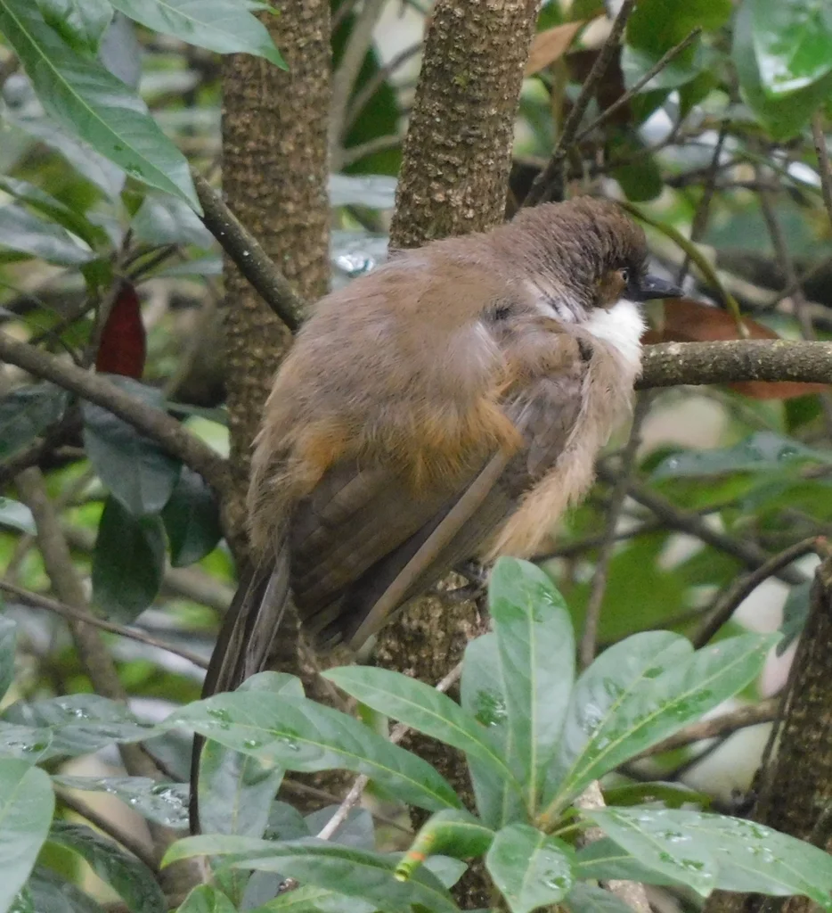 白喉噪鹛（Pterorhinus albogularis）