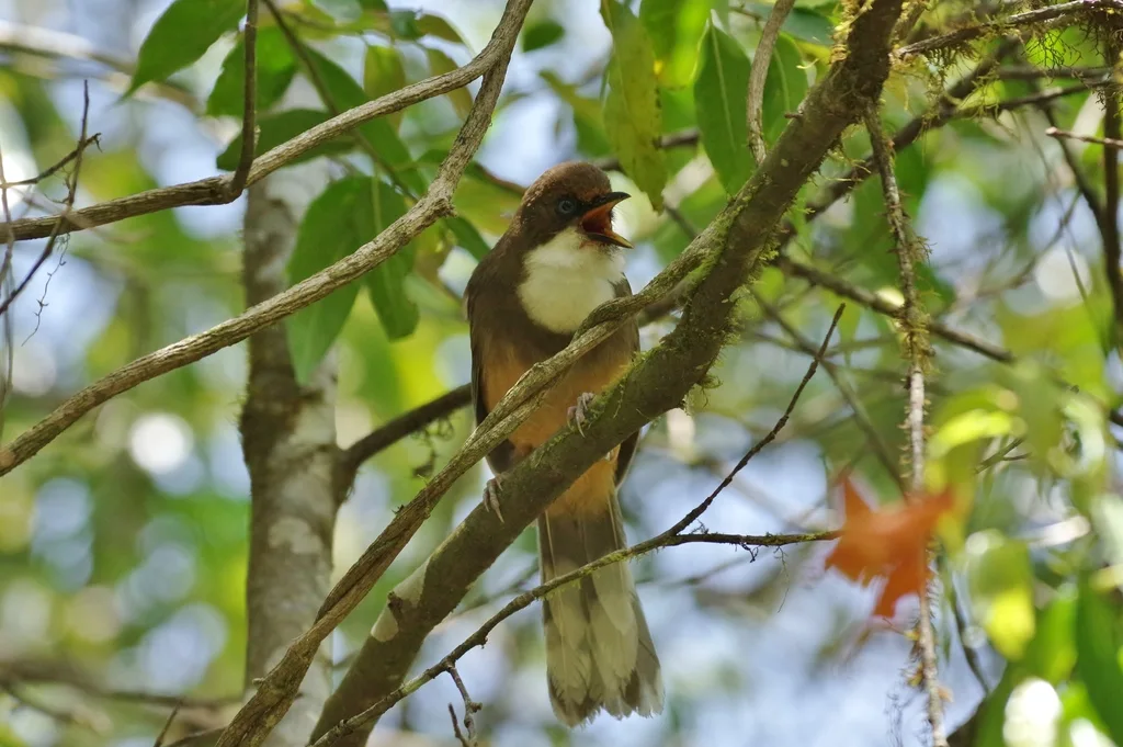 白喉噪鹛（Pterorhinus albogularis）