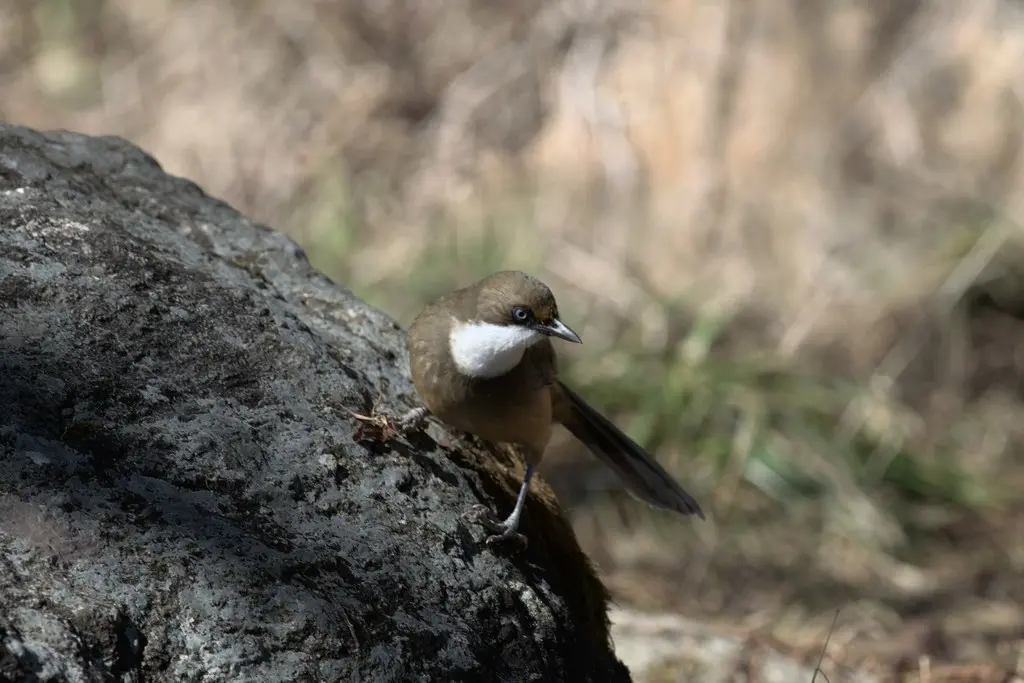 白喉噪鹛（Pterorhinus albogularis）