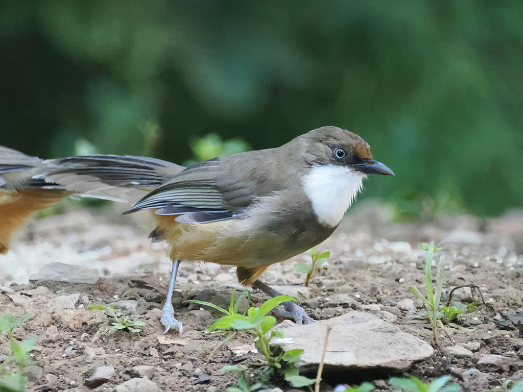 白喉噪鹛（Pterorhinus albogularis）