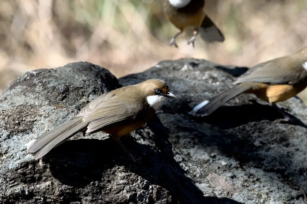 白喉噪鹛（Pterorhinus albogularis）