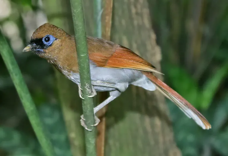 棕噪鹛(Pterorhinus berthemyi)