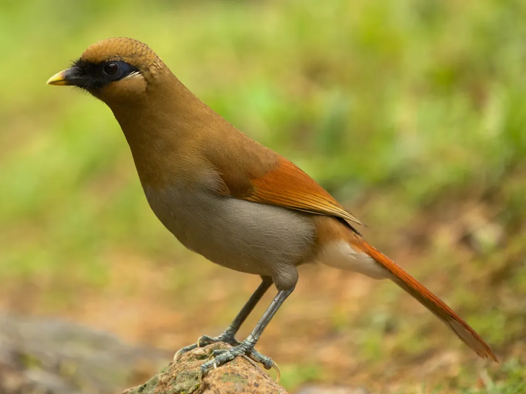棕噪鹛(Pterorhinus berthemyi)