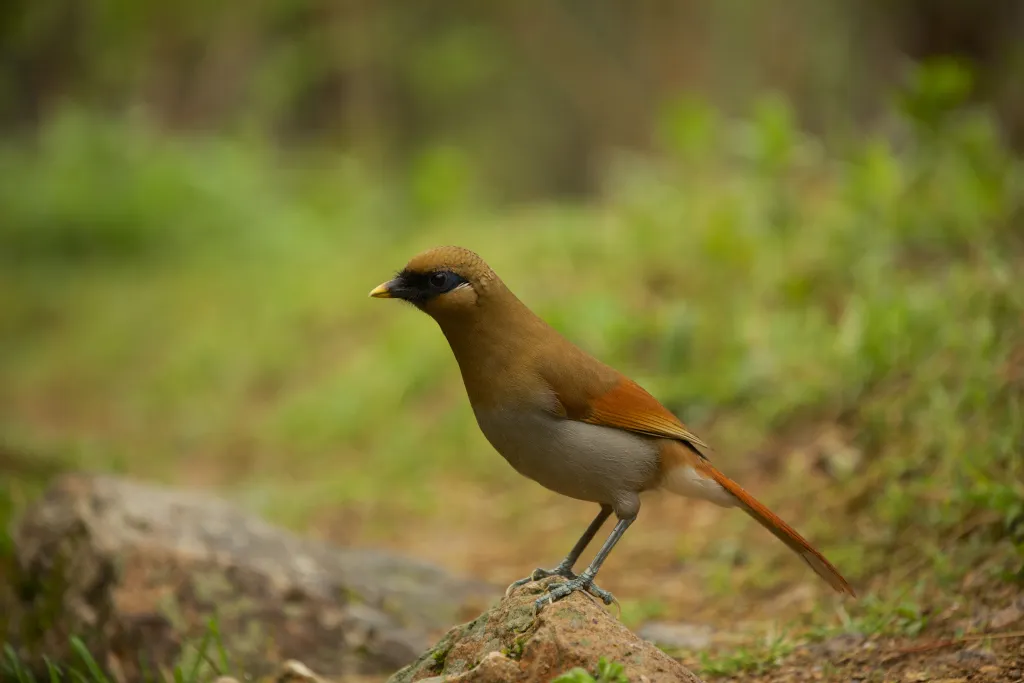 棕噪鹛(Pterorhinus berthemyi)