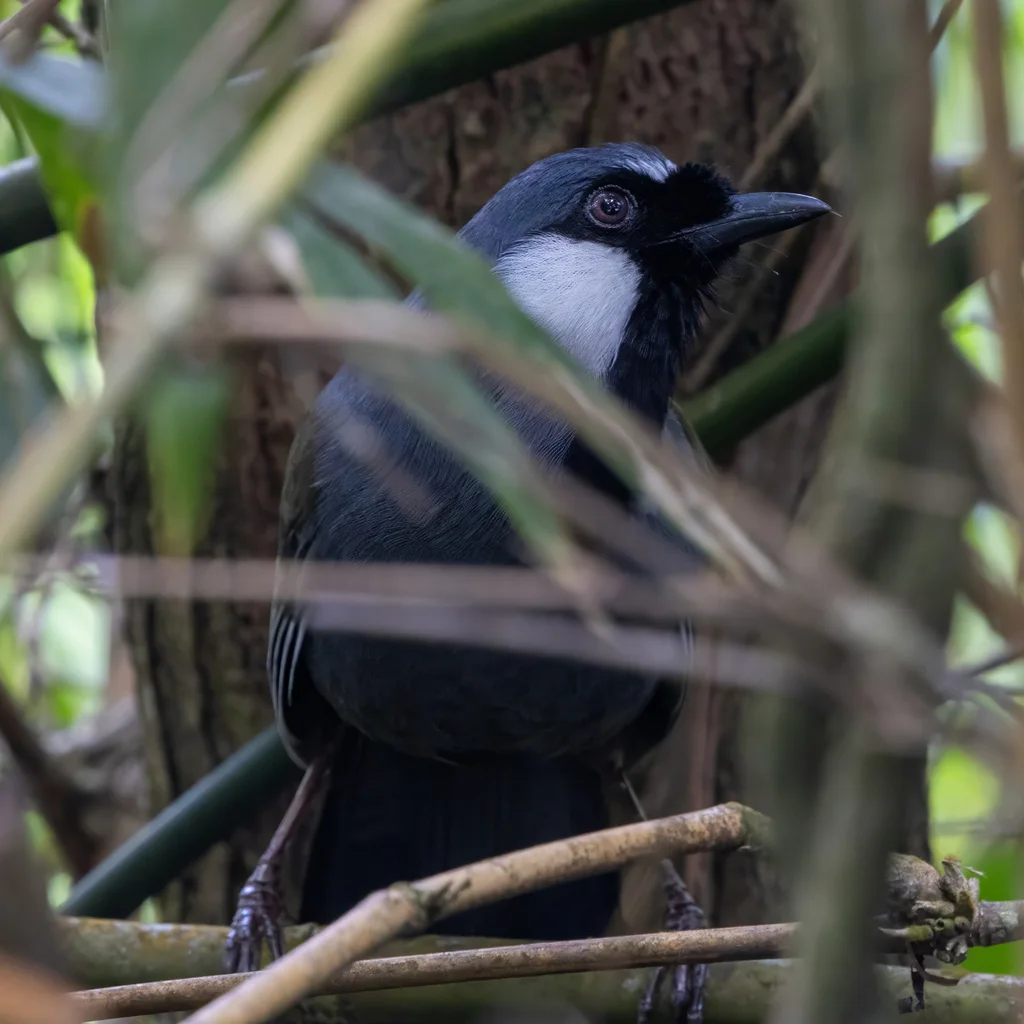 黑喉噪鹛(Pterorhinus chinensis)
