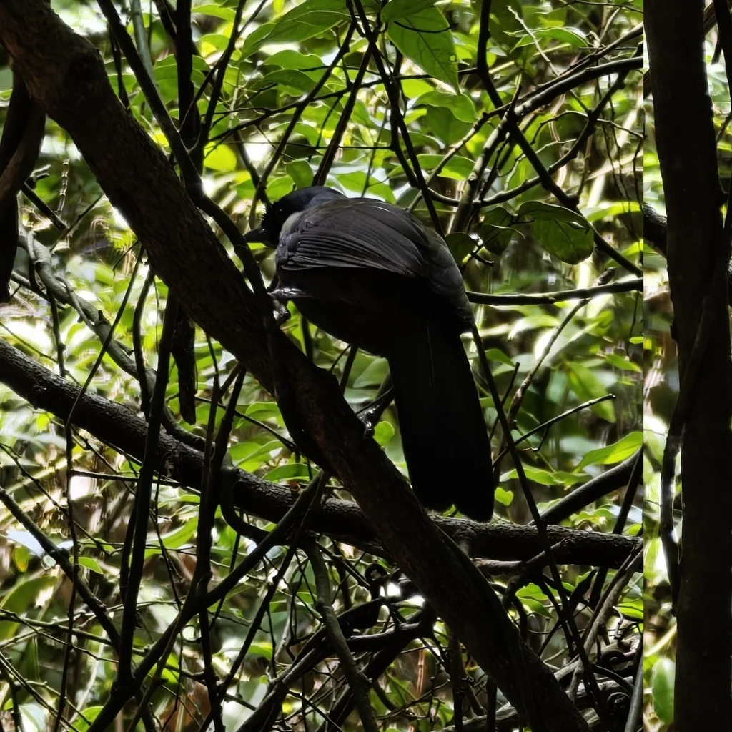 黑喉噪鹛(Pterorhinus chinensis)