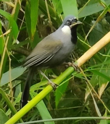 黑喉噪鹛(Pterorhinus chinensis)