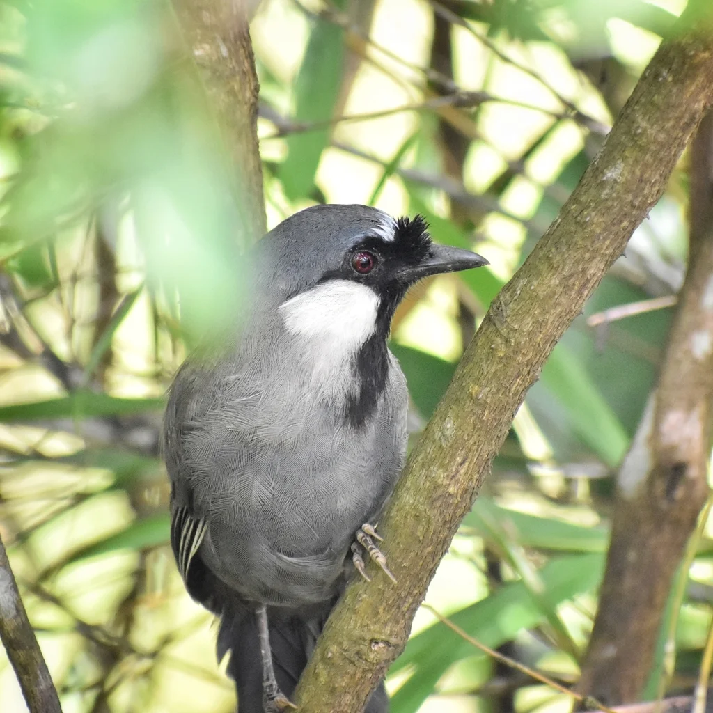 黑喉噪鹛(Pterorhinus chinensis)