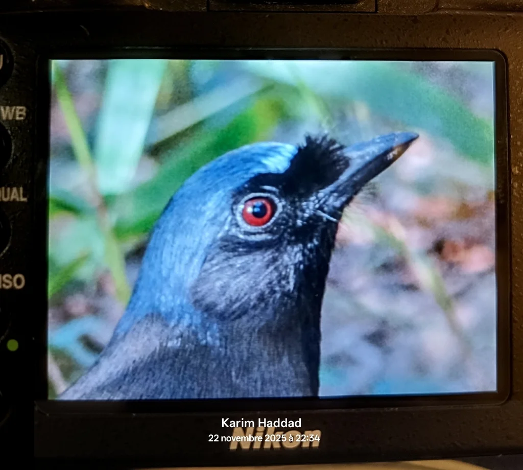 黑喉噪鹛(Pterorhinus chinensis)