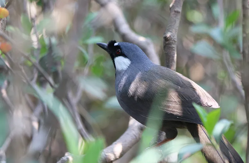 黑喉噪鹛(Pterorhinus chinensis)